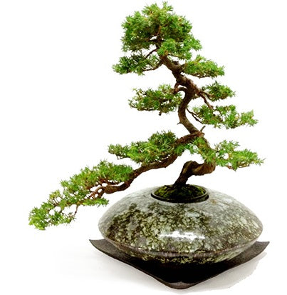 *Domestic Shipping Only* Re:BON BONSAI "Kaminari"