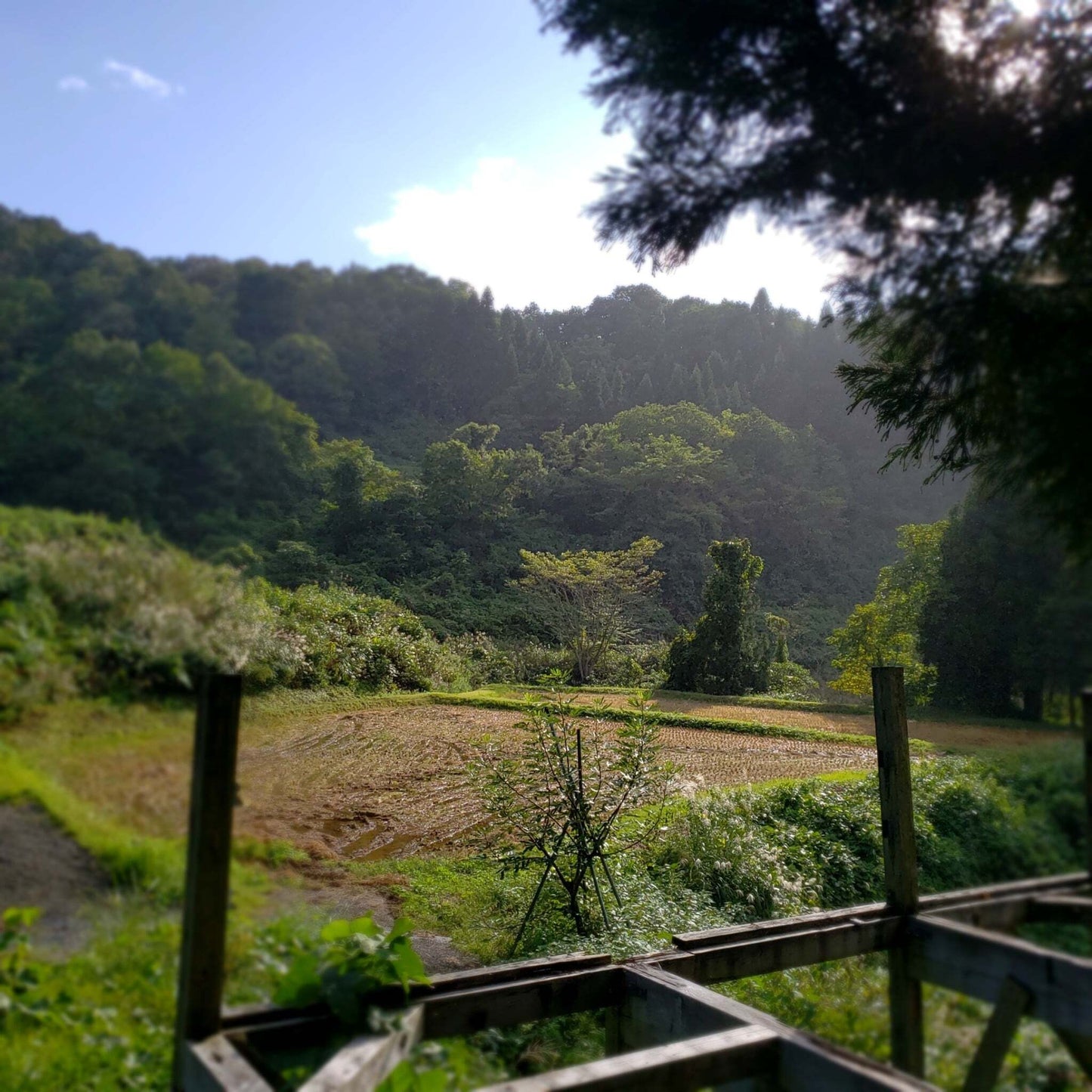 若井さんちのこだわりのどぶろく（720ml四合瓶）