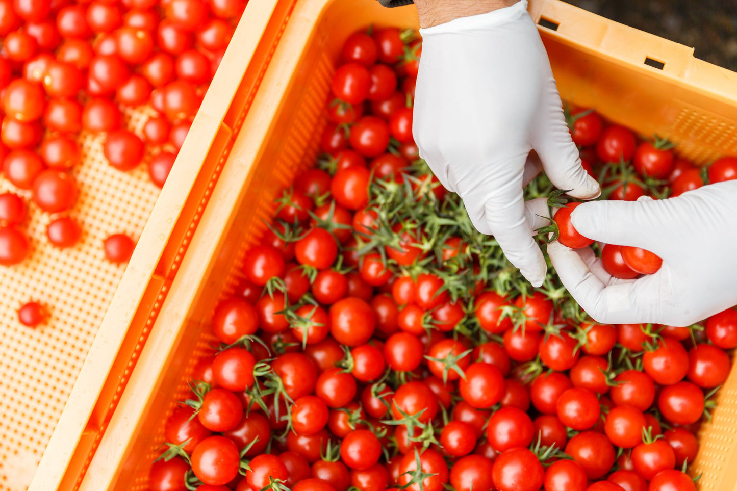 Toba Farm Hand-squeezed Mini Tomato Juice