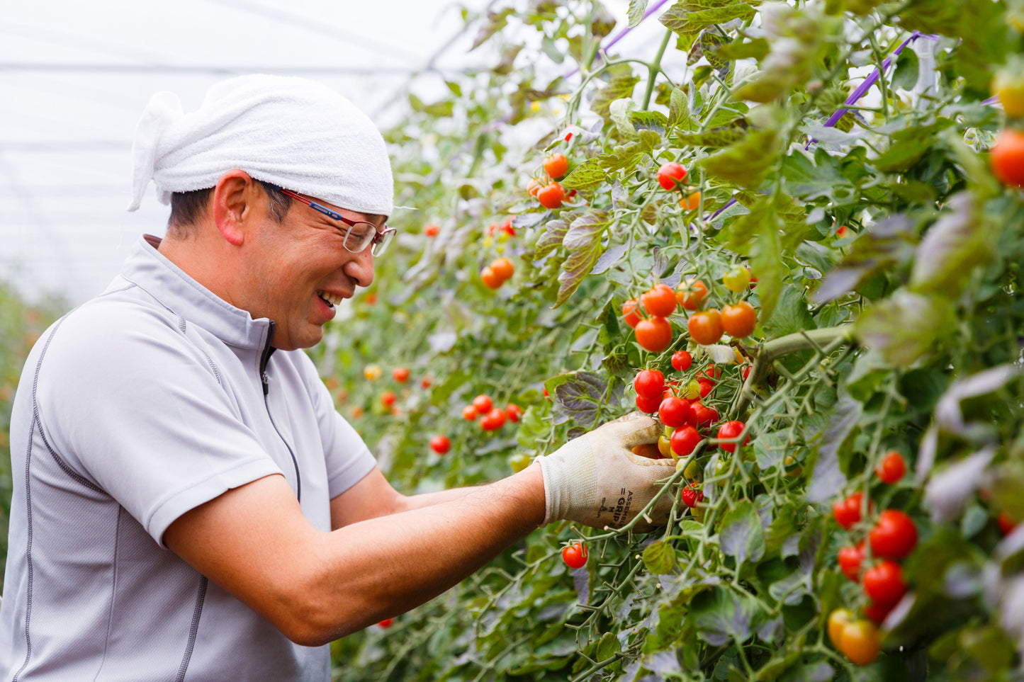 Toba Farm Hand-squeezed Mini Tomato Juice